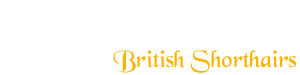 Rayanshel British Shorthair Cats