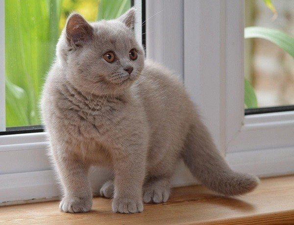 British Shorthair Kittens For Sale - Rayanshel British Shorthair Cats